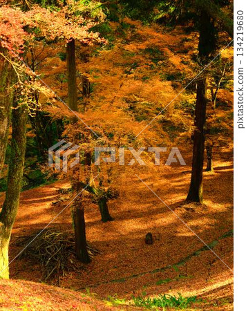 Kochi Prefecture Autumn leaves Kochi Prefecture Autumn leaves 134219680