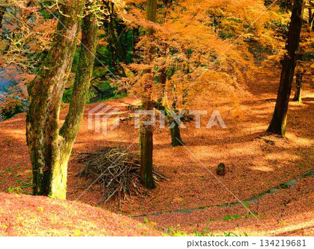 Kochi Prefecture Autumn leaves Kochi Prefecture Autumn leaves 134219681