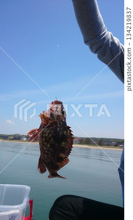 抓到了蝎子魚 抓到了蝎子魚 134219837