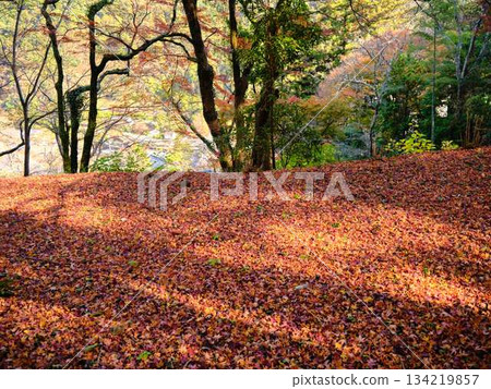 Nara Prefecture Autumn leaves 134219857