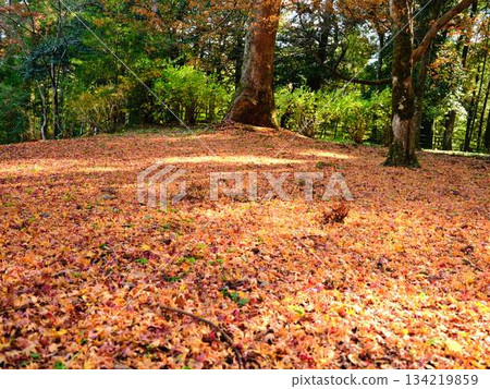 Nara Prefecture Autumn leaves Nara Prefecture Autumn leaves 134219859