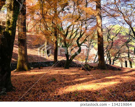 Nara Prefecture Autumn leaves Nara Prefecture Autumn leaves 134219864
