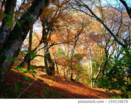 Nara Prefecture Autumn leaves Nara Prefecture Autumn leaves 134219878