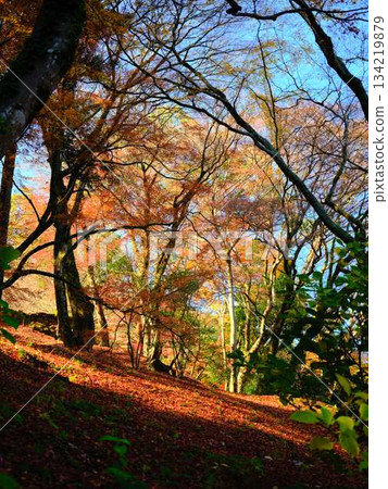 Nara Prefecture Autumn leaves Nara Prefecture Autumn leaves 134219879