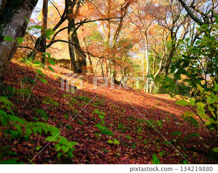 Nara Prefecture Autumn leaves Nara Prefecture Autumn leaves 134219880