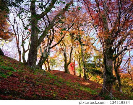 Nara Prefecture Autumn leaves 134219884