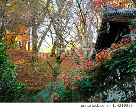 奈良縣秋葉 奈良縣秋葉 134219886