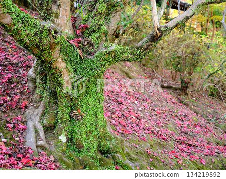 Nara Prefecture Autumn leaves Nara Prefecture Autumn leaves 134219892