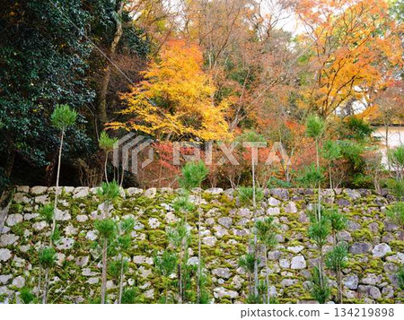 Nara Prefecture Autumn leaves Nara Prefecture Autumn leaves 134219898