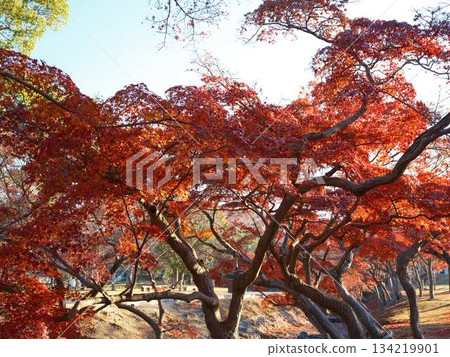 奈良縣秋葉 134219901