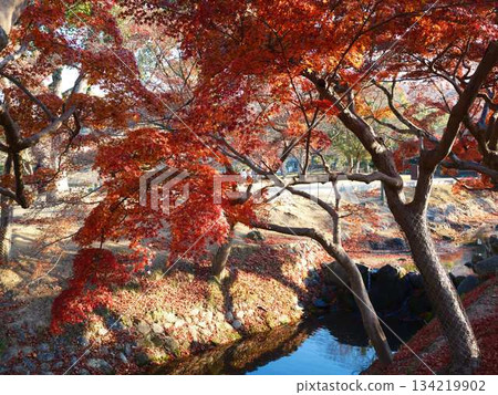 奈良縣秋葉 134219902