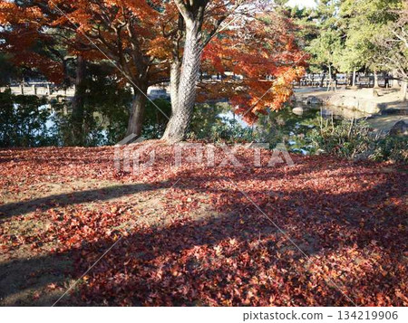奈良縣秋葉 134219906