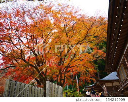 奈良縣秋葉 奈良縣秋葉 134219909
