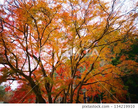 Nara Prefecture Autumn leaves Nara Prefecture Autumn leaves 134219910