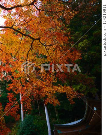 Nara Prefecture Autumn leaves Nara Prefecture Autumn leaves 134219911
