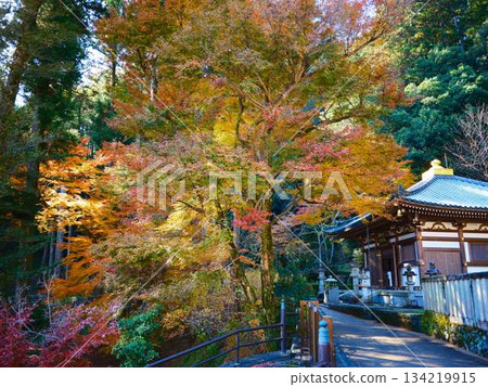 Nara Prefecture Autumn leaves Nara Prefecture Autumn leaves 134219915