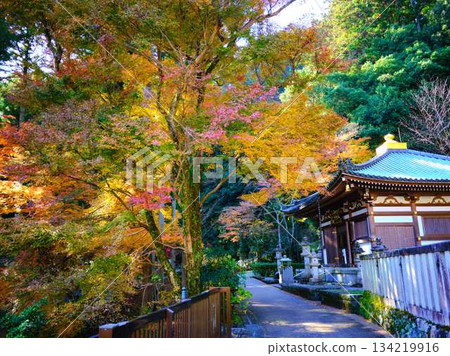 Nara Prefecture Autumn leaves Nara Prefecture Autumn leaves 134219916