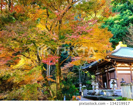 Nara Prefecture Autumn leaves Nara Prefecture Autumn leaves 134219917
