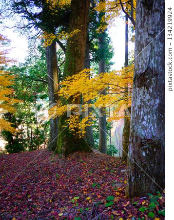 Nara Prefecture Autumn leaves 134219924