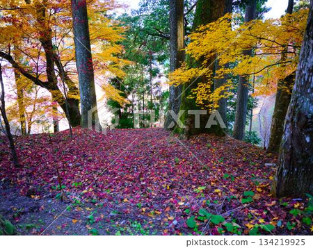 Nara Prefecture Autumn leaves Nara Prefecture Autumn leaves 134219925