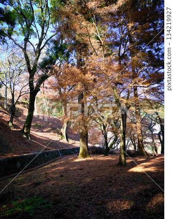 Nara Prefecture Autumn leaves 134219927