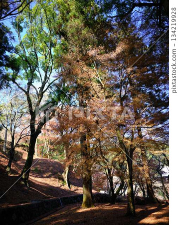 Nara Prefecture Autumn leaves Nara Prefecture Autumn leaves 134219928