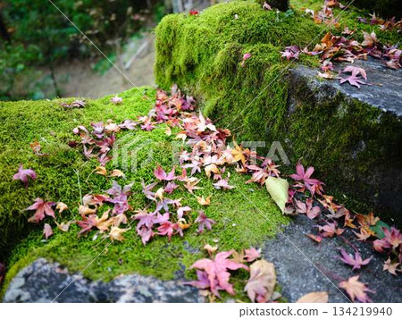 奈良縣秋葉 134219940