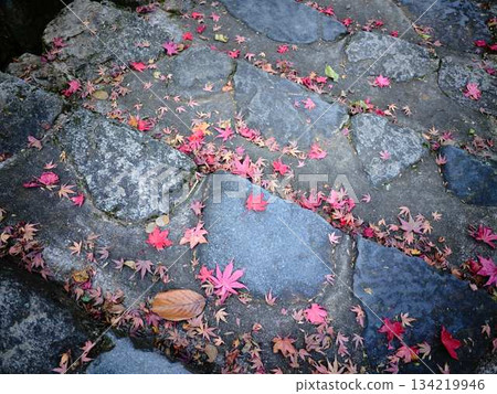 奈良縣秋葉 134219946