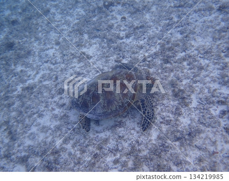 A green sea turtle swimming on the sandy beach 134219985