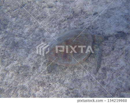 A green sea turtle swimming on the sandy beach A green sea turtle swimming on the sandy beach 134219988