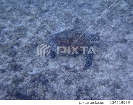 一隻綠海龜在沙灘上游泳 一隻綠海龜在沙灘上游泳 134219989