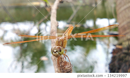 A golden orange dragonfly perched on a dry branch near the pond. A golden orange dragonfly perched on a dry branch near the pond. 134219997