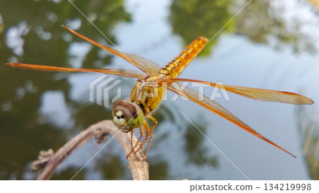 A golden orange dragonfly perched on a dry branch near the pond. A golden orange dragonfly perched on a dry branch near the pond. 134219998