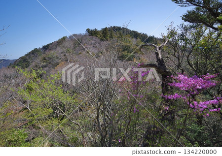 法滿山頂：宮山杜鵑 134220000