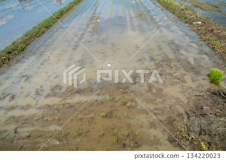 稻田 春天 春 134220023