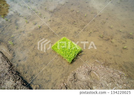 下種 播種 稻田 134220025