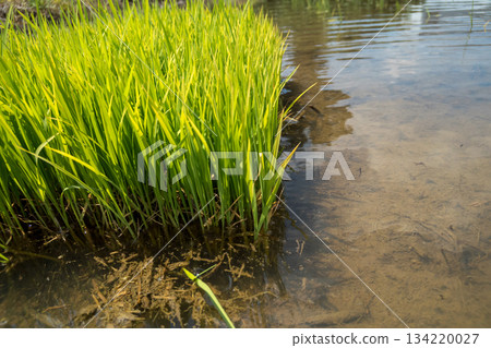 seeding, paddy field, rice field 134220027