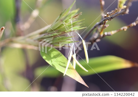 黑竹花 134220042