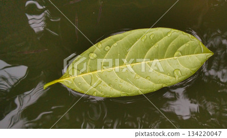Single Green Leaf Floating on Water Surface 134220047