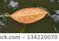 Dry Brown Leaf Floating on Calm Water Surface 134220070