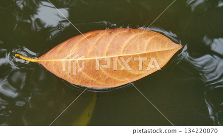 Dry Brown Leaf Floating on Calm Water Surface 134220070