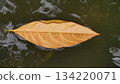 Dry Brown Leaf Floating on Calm Water Surface 134220071