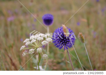 Yarrow and blue thistle flowers blooming on the Mongolian plains Yarrow and blue thistle flowers blooming on the Mongolian plains 134220093