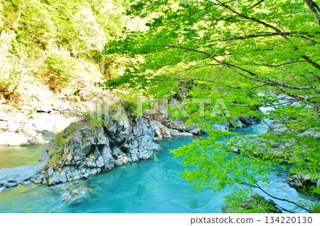 新潟縣中沼郡津南町秋山鄉的中津川山谷綠意盎然,宛如一顆隱藏的寶石,是一處靜謐的世外桃源。 新潟縣中沼郡津南町秋山鄉的中津川山谷綠意盎然,宛如一顆隱藏的寶石,是一處靜謐的世外桃源。 134220130