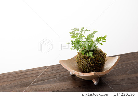 Foliage plant Foliage plant 134220156