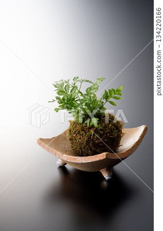 葉子植物 134220166