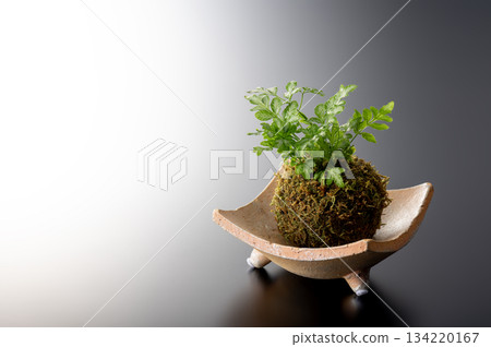 葉子植物 134220167