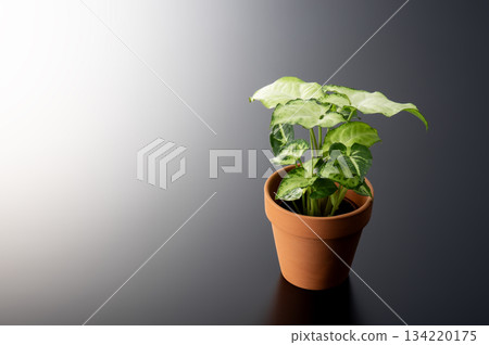 Foliage plant  134220175