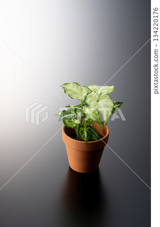 Foliage plant  134220176