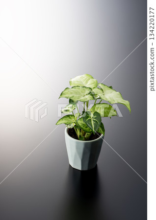 Foliage plant  134220177